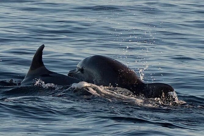 Dolphin & Sunset Tour With Brijuni Panorama - Why Choose This Experience