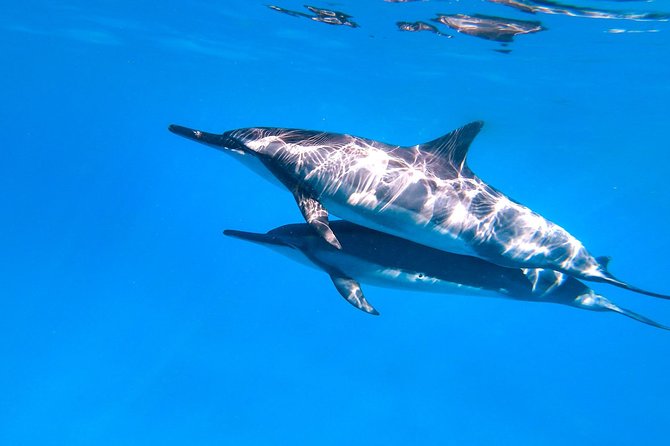 Dolphin Watch & Snorkel Captain Cook Monument Big Island Kailua-Kona Hawaii - Booking Process
