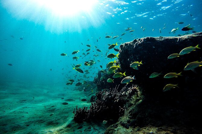 Dolphin Watching and Snorkeling Adventure in Key West - Tips for a Great Tour