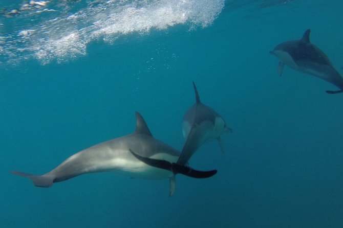 Dolphin Watching at the Arrabida (Lisbon Region) - Customer Reviews and Experiences