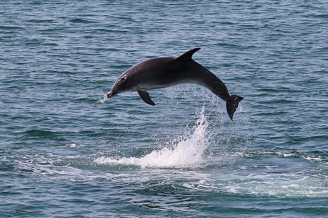 Dolphin Watching Tour by Catamaran From Lisbon - Pricing and Booking Options