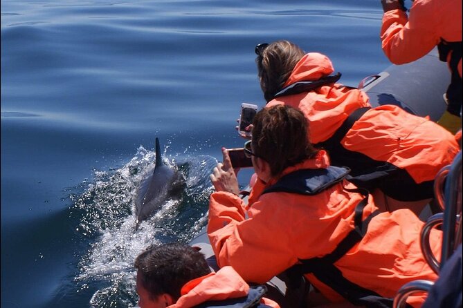 Dolphins Watching - Customer Reviews