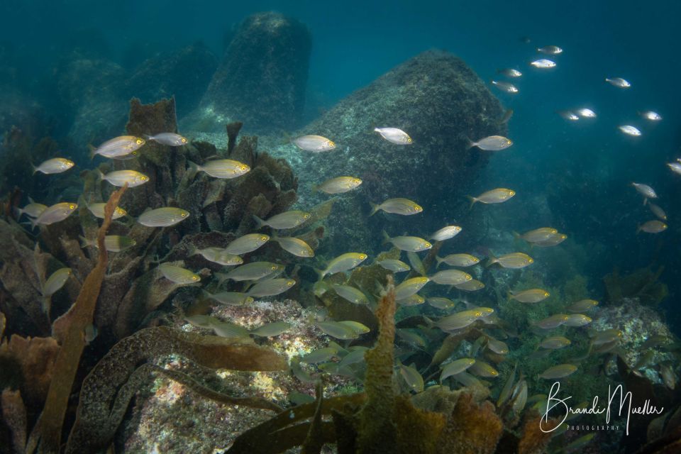 Double Scuba Dive on a Marine Reserve - Transportation and Meeting Point