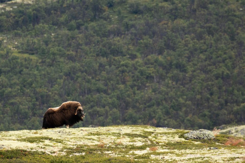 Dovrefjell National Park: Hiking Tour and Musk Ox Safari - Customer Reviews and Feedback