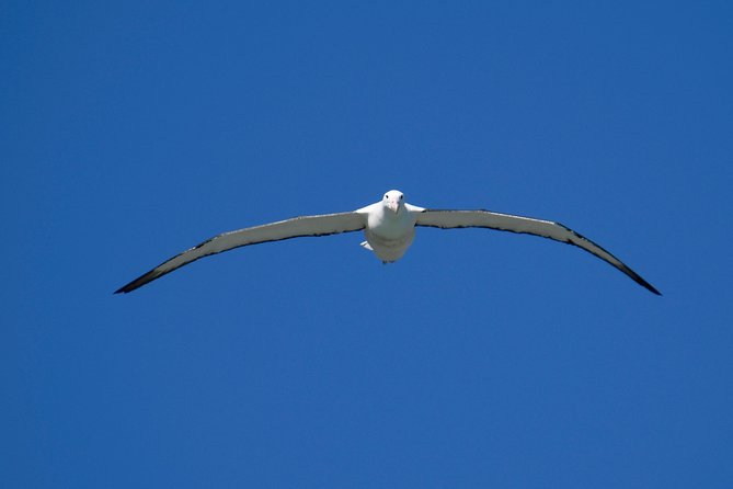 Dunedin City Highlights, Otago Peninsula Scenery & Albatross Guided Tour - Albatross Center Visit