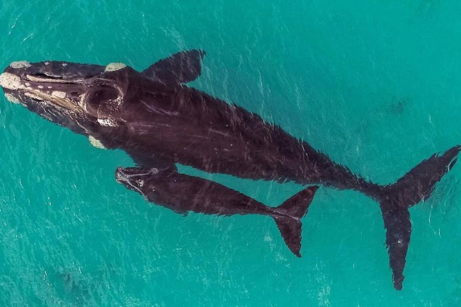 Dunsborough Whale Watching Eco Tour - Wildlife Encounters and Highlights