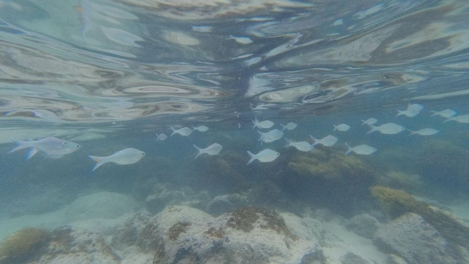 Easter Island: Snorqueling Tour on Coral Reefs - Customer Reviews and Ratings