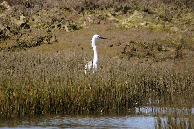 Eco Boat Tour in the Ria Formosa Lagoon From Faro - Cancellation Policy