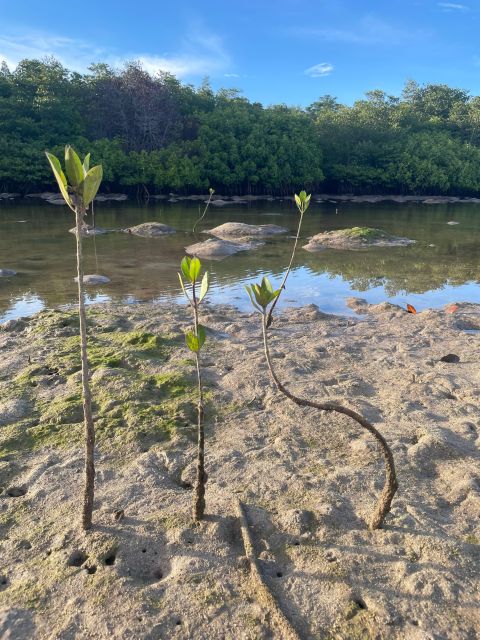 Ecotourism: Mangrove Reforestation & Tour - Meeting Point and Directions