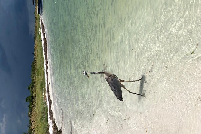 Egmont Key Snorkeling Dolphin Tour - Booking Recommendations