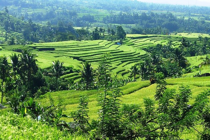 Electric Bicycle Tour in Jatiluwih UNESCO Site - Experience the Countryside