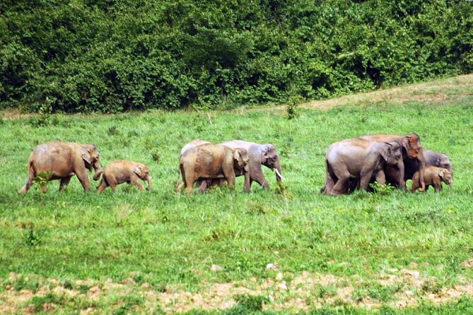 Elephant and Animal Watching in Kuiburi National Park - Join Afternoon Tour - Cancellation Policy and Terms