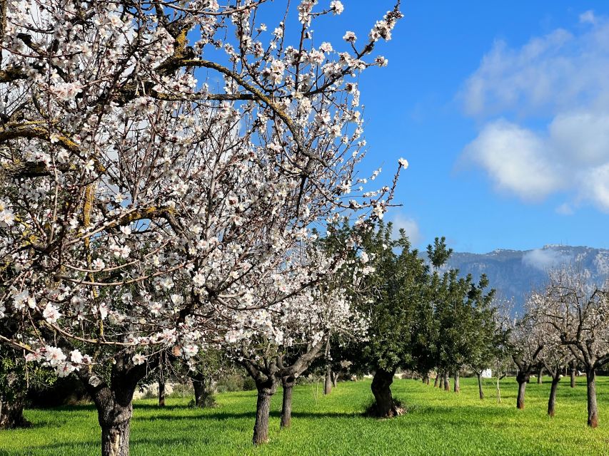 Embrace the Enchantment of Mallorcas Almond Blossom Season - Customer Reviews