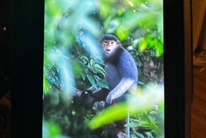 Endangered Monkeys Watching - Red Shanked Douc Langurs - Confirmation and Accessibility