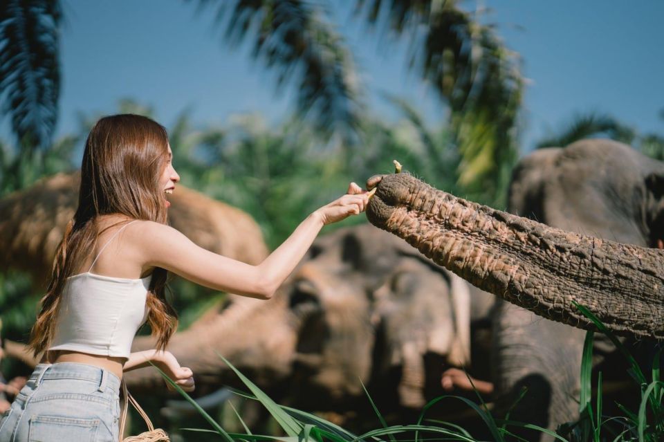 Enjoy Elephant Bathing and Herb With Elephant - Feeding and Preparing