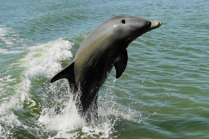 Everglades National Park Dolphin, Birding and Wildlife Boat Tour (2 Hours) - Customer Experiences