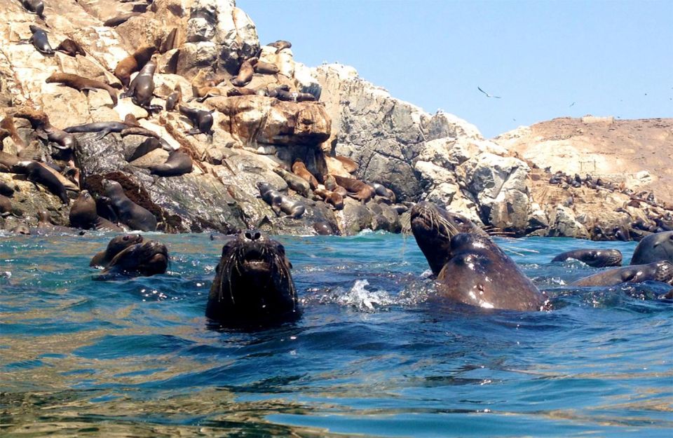 Excursion to Palomino Island | Entrance, Sea Lions | - Frequently Asked Questions