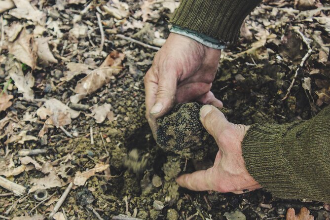 Experience Tuscan Truffle Hunting With Wine and Lunch - Customer Reviews and Ratings