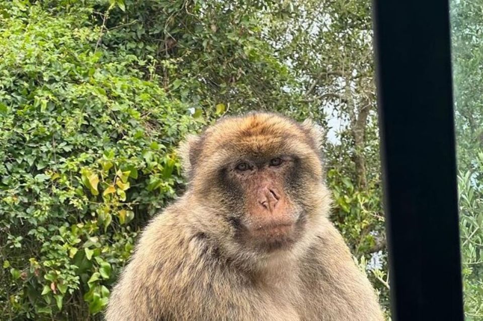 Explore Gibraltar With a Private Guide From Malaga. - Reserve Now & Pay Later