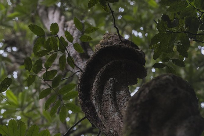 Explore Sinharaja Rainforest - Discovery Tour (Half Day) - Health and Safety Guidelines