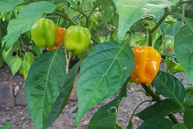 Flavors of St Lucia Culinary Experience - Accessibility and Group Size