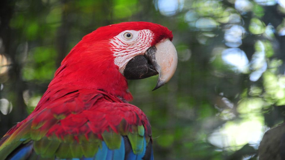 Foz Do Iguaçu: Brazilian Side of the Falls Bird Park - Accessibility and Location