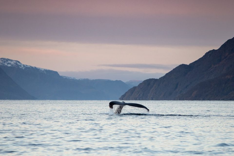 From Alta: Fjord & Whale Adventure - Safety and Preparation