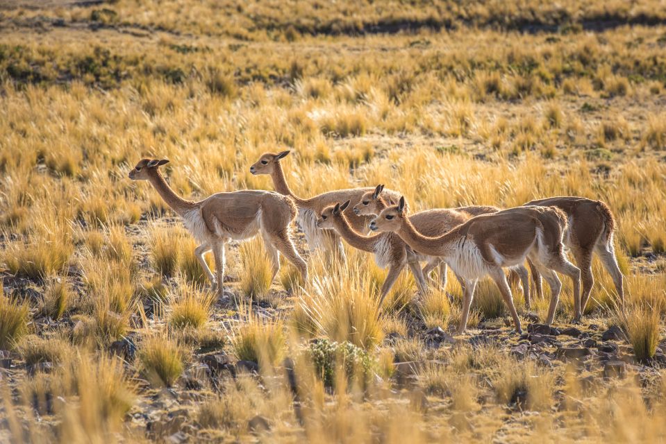 From Arequipa: 3-Day Colca Canyon Trek - View Condor Crossing