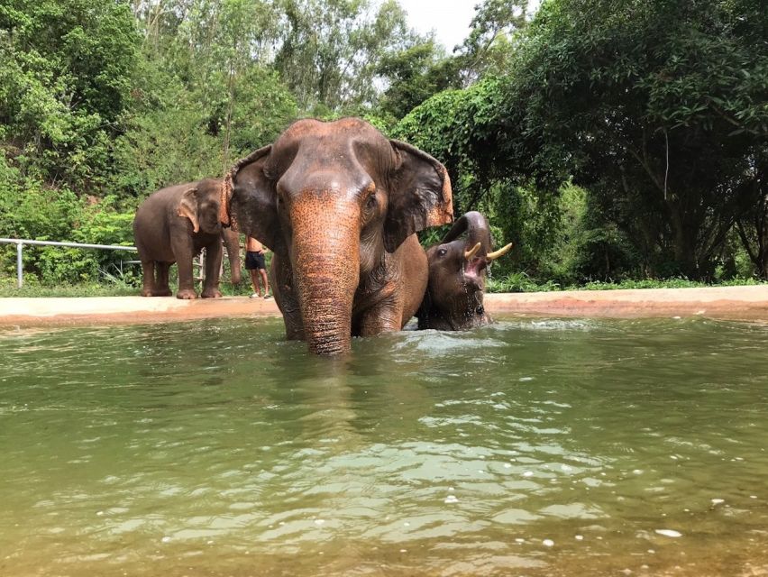 From Bangkok: Pattaya Ethical Elephant Sanctuary Day Trip - Included in the Tour Package