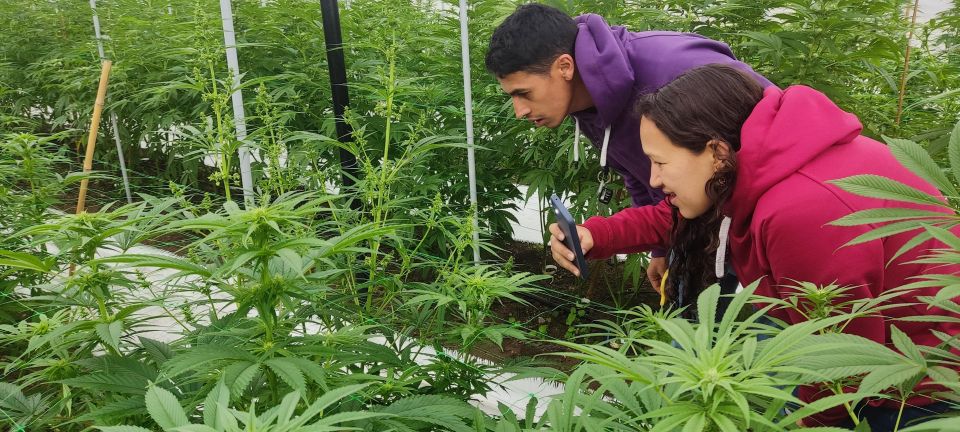 From Bogota: Andes Countryside Day! Cannabis Coffee Farm - Frequently Asked Questions