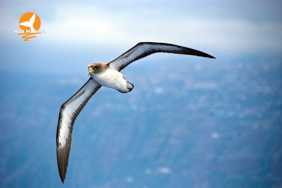 From Calheta: Whale and Dolphin Watching RIB Boat Tour - Recommended Parking