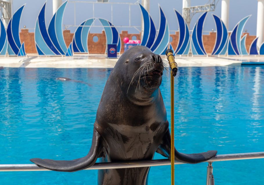 From City of Side/Alanya: Sealanya Dolphin Show W/ Transfers - Show Experience Highlights