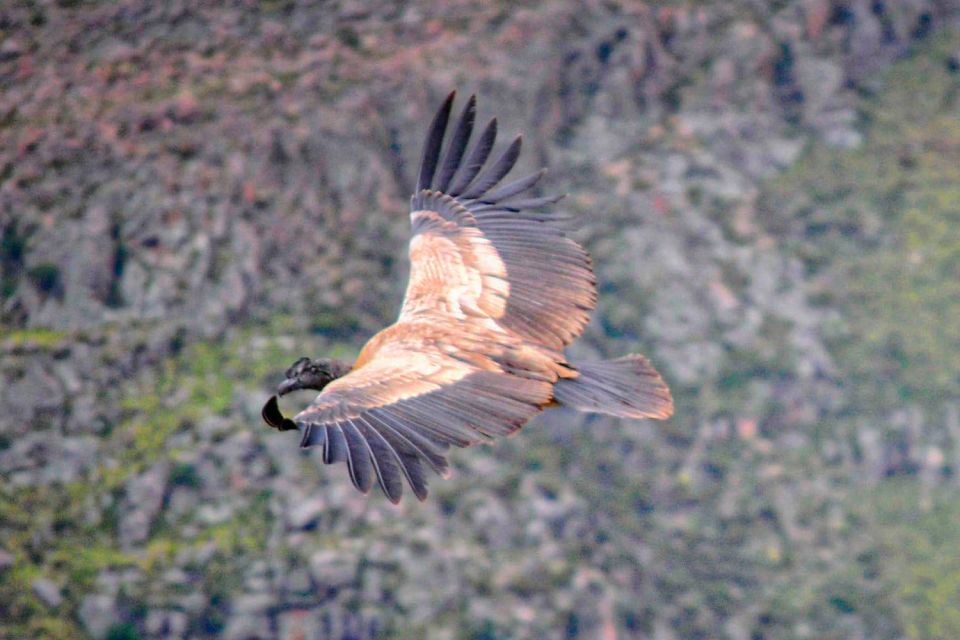 From Cusco: Condor Sighting in Chonta - Travel Tips