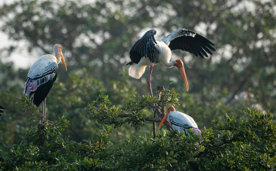 From Delhi: 5 Day Golden Triangle, Safari, & Bird Sanctuary - Ranthambore Safari Experience