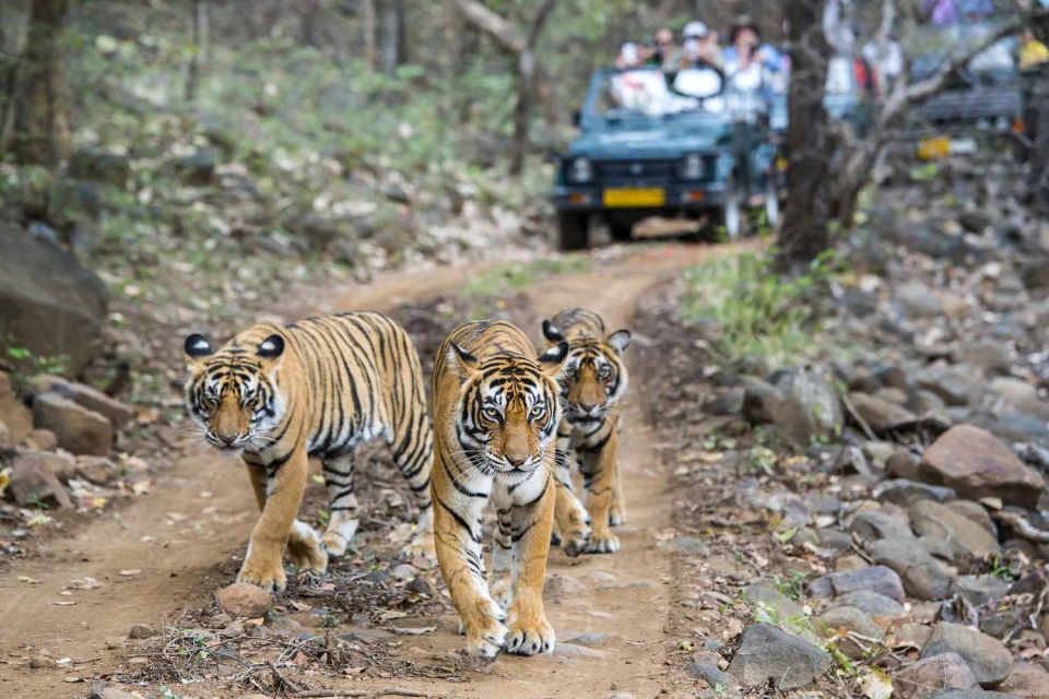 From Delhi: 5-Day Tiger Safari & Golden Triangle Tour - Travel Tips