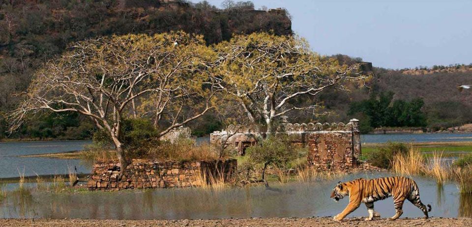 From Delhi: 6 Days Golden Triangle Tour With Ranthambore - Important Travel Information