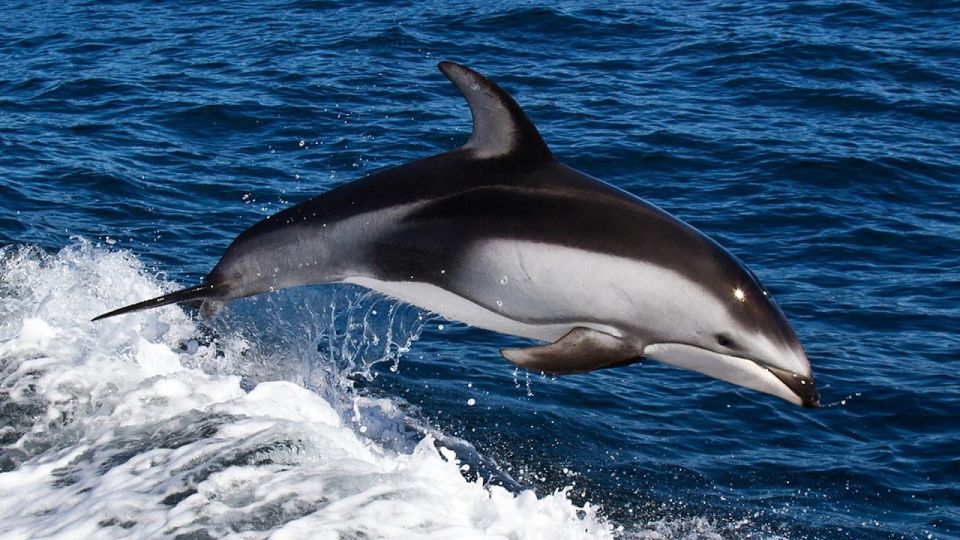 From Faro: Dolphin Watching & 2 Islands Tour - Important Considerations