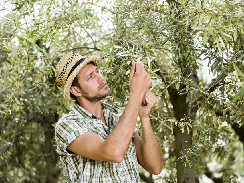 From Faro: Private Olive Oil Mill Tour With Tasting & Lunch - Important Restrictions to Note