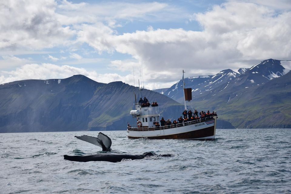 From Húsavík: Traditional Whale Watching Tour - Meeting Point Details