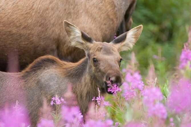 From Jackson: Full-Day Grand Teton Wildlife and Scenery Tour With Lunch - Customer Experiences and Reviews