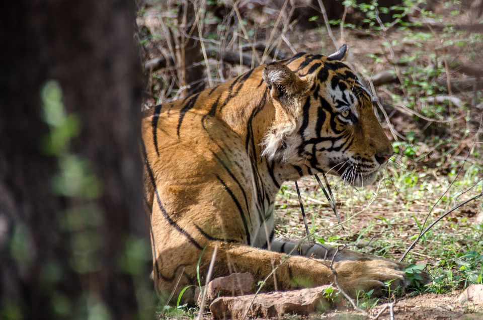 From Jaipur: Ranthambore Tiger Safari One Day Trip - Inclusions and Exclusions