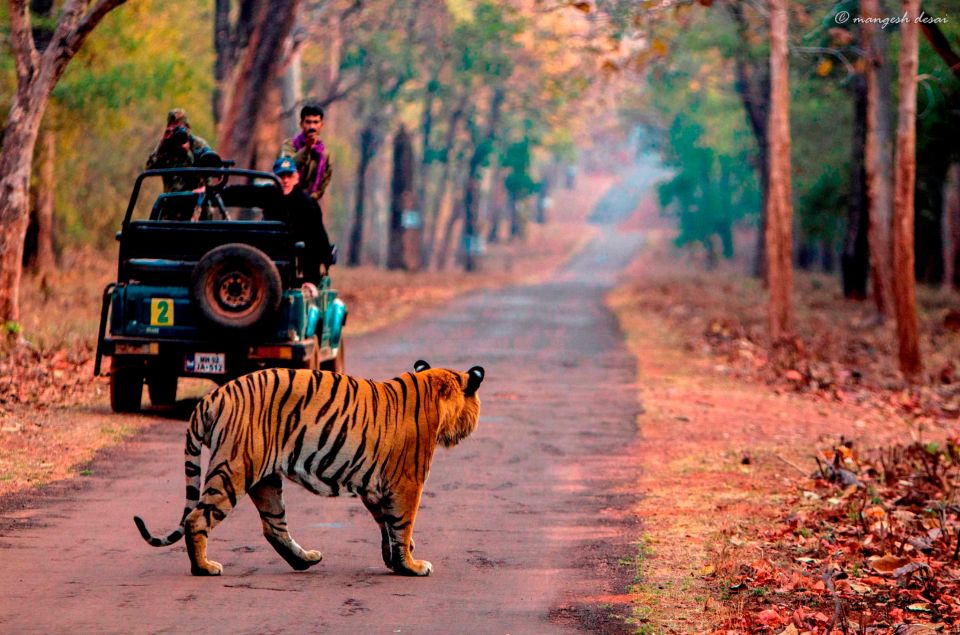 From Jaipur: Tiger Safari in Ranthambore National Park - Frequently Asked Questions