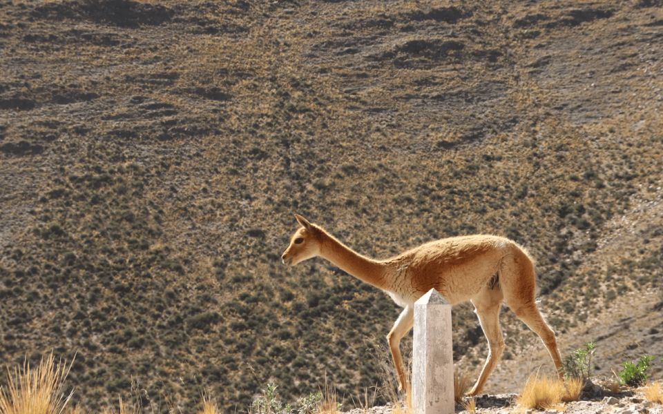 From Jujuy: Salinas Grandes With Purmamarca - Inclusions of the Tour