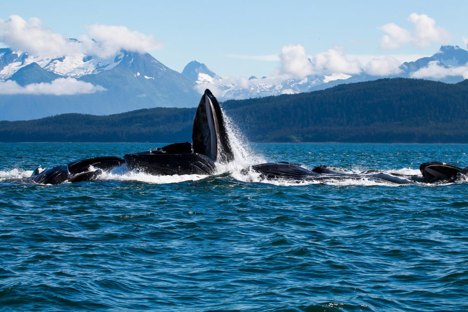 From Juneau: Whale Watching Cruise With Snacks - Boat and Amenities