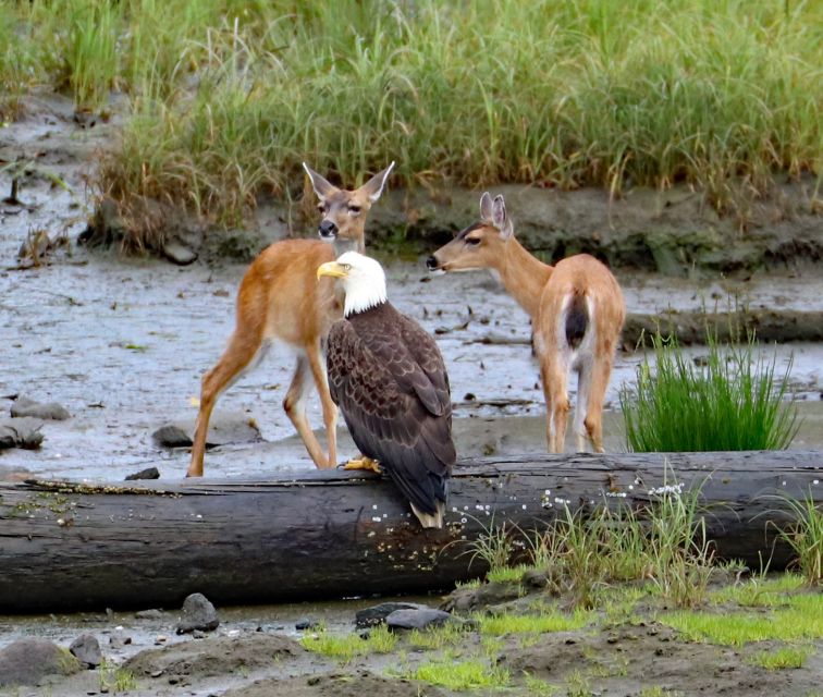 From Ketchikan: Potlatch Totem Park and Herring Cove Tour - Scouting for Wildlife at Herring Cove