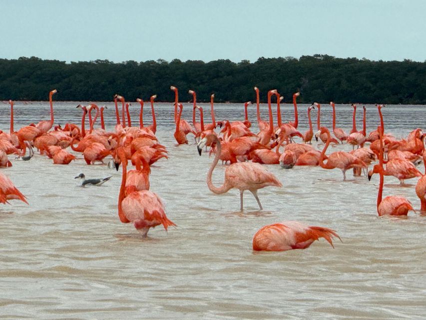 From Merida: Celestun Mangroves, Pink Flamingos and Beach - Exploring the Celestun Biosphere Reserve