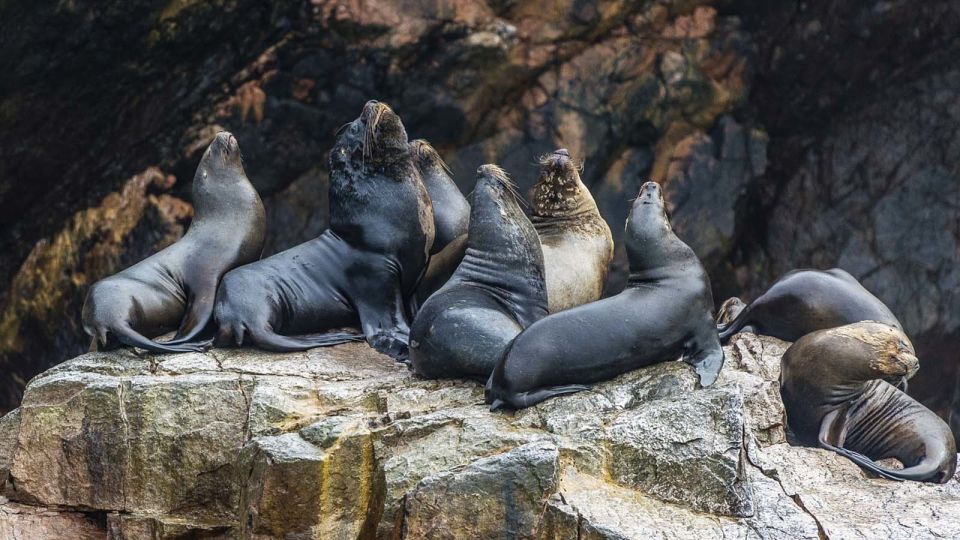 From Paracas: Ballestas Island Boat Tour With Entrances - Transportation and Safety Measures