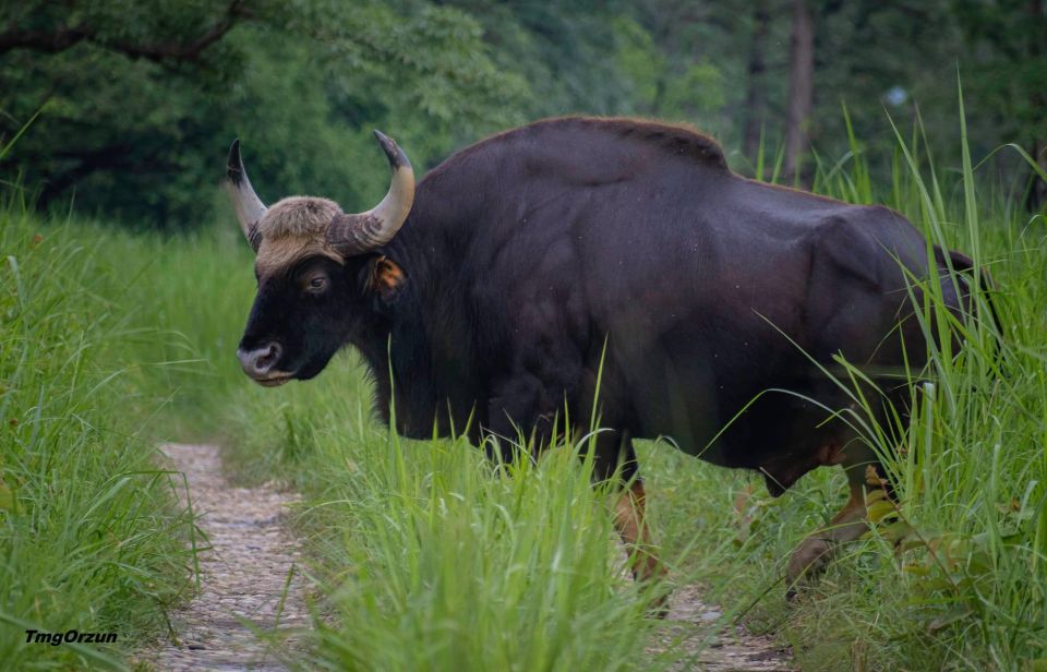 From Pokhara: Private 3-Day Chitwan Jungle Safari Tour - Day 3 Exploration