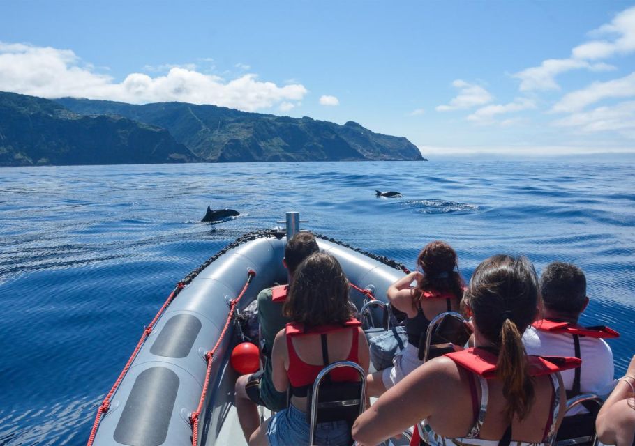 From Porto Moniz: Whale and Dolphin Watching Tour in Madeira - Meeting Instructions