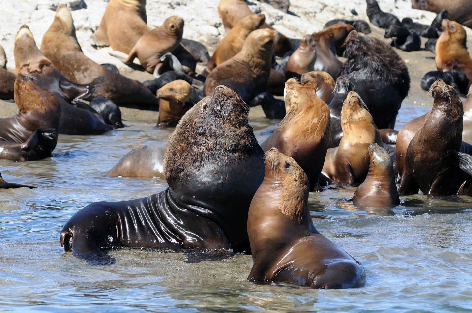 From Puerto Madryn: City and Punta Loma Tour - Booking Information